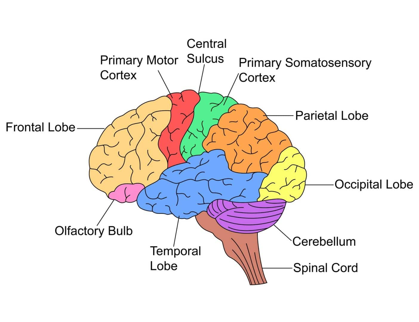 EEG (Electroencephalography) - BrainAccess